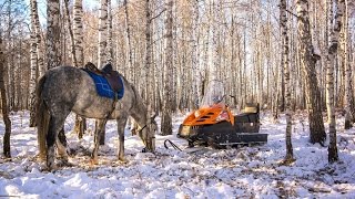 Охота в Тюмени на копытных  Тайга