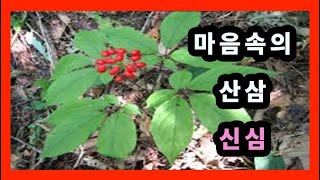 [한탑스님의 나참생]  마음속의 산삼, 신심