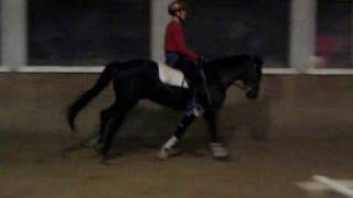 Black Contract-Hackney stallion For Sale