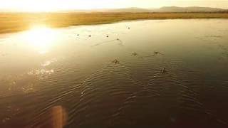 Последние дни лета. Летят утки. #забайкалье #z_dron