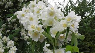 Цветёт жасмин    Flowering jasmine  (Philadelphus coronarius)