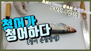 청어가 청어할 뿐인 영상~(청어 손질방버ㅂ)