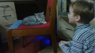 Колыбельная для кота