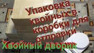Упаковка хвойных для отправки из нашего питомника