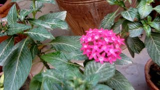 Best Permanent Flowering Plants You Should Grow | (Urdu/Hindi)