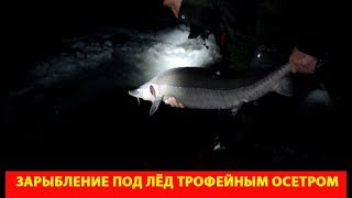 Зарыбление под лёд трофейным осетром. Озеро Кошкино и Глухое (Мякушинское).