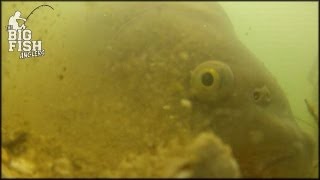 "Carp Munchies..." - The Big Fish Anglers Fragments (HD)
