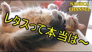 【しゃべる猫 #002】人に話したくなる おもしろい 雑学 おしゃべり レタスの真実 Norwegian Forest Cat ノルウェージャンフォレストキャット NANOCA