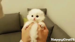 Манчкин - порода кошек. Munchkin cat