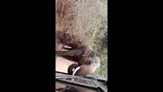 Elephant(Gemunu) Attack Sithulpawwa Yala Sri Lanka 2017/09/17