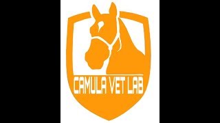 Camula Vet Lab - Muscle evaluation tests for athletic horses