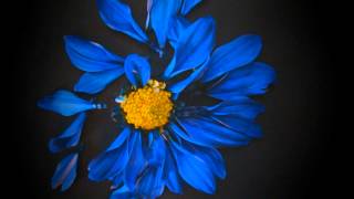 Petals