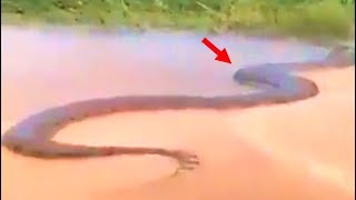 5 Unexplained Creature Encounters That Can't Be Explained