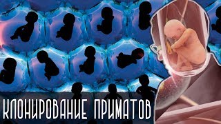 КЛОНИРОВАНИЕ ПРИМАТОВ [Новости науки и технологий]