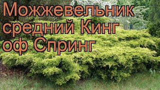 Можжевельник средний Кинг оф Спринг ? обзор: как сажать, саженцы можжевельника Кинг оф Спринг