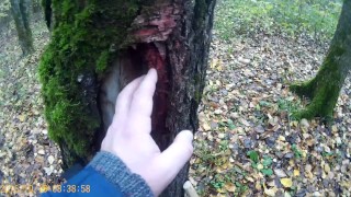 Березовая губа. хороший материал на топорище