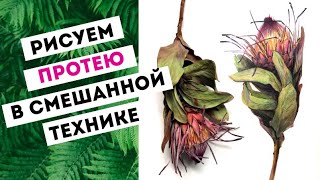 Рисуем цветок протеи карандашами, акварелью, маркерами — kalachevaschool.ru —  Урок Жени Мельниковой