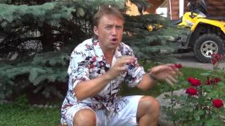 Мужикам!  Без чего женщина перестает любить мужчину? Фролов Олег keifo.ru