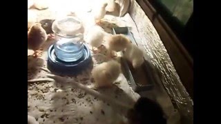 Кормление и содержание цыплят в первые дни жизни.Ч-1