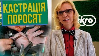 Кастрація поросят