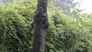 Tropical Rain Sound Relaxation / Ultimate Stress Relief, Deep Sleep, Meditation, Yoga