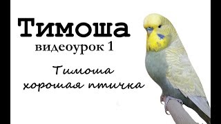 ? Учим попугая по имени Тимоша говорить, видеоурок 1: "Тимоша хорошая птичка"