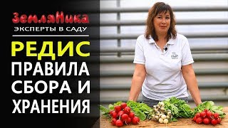 Как долго хранить редис. Как правильно собрать редиску.