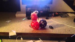 Kitten scared by balloons