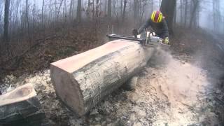 Eiche im Wald zu Brettern sägen 2