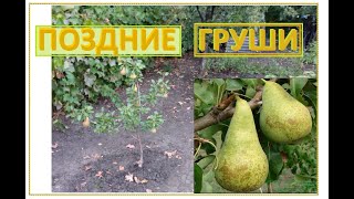 ГРУШИ ПОЗДНИЕ пришло время собрать