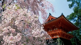 Красивая песня на японском языке . 60 е годы   A beautiful song in Japanese . 60 years