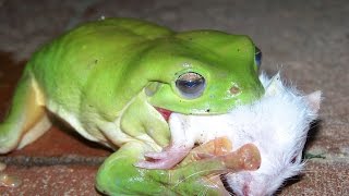 Прикольные лягушки.Funny frogs.Лягушка ест крысу,рыбу и не только!!!Приколы.