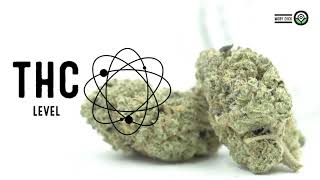 Moby Dick Strain Facts and Feminized Seed Grow Info