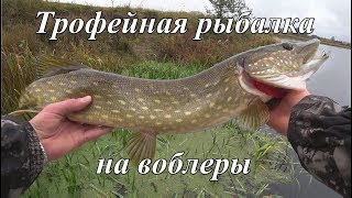 Трофейная рыбалка на воблеры поздней осенью. Сплав по реке Березина. Rudra 130sp, Flash Minnow 110sp