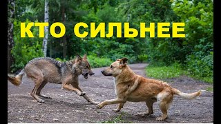 Реакция волка на собаку