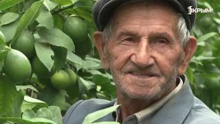 Удивительный крымский лимонарий