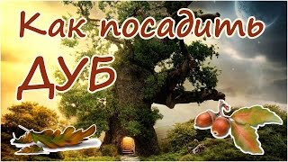 Как посадить из желудя дуб  - священное дерево - символ силы и могущества