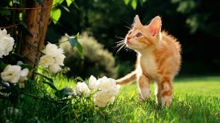 ПРИКОЛЫ К ВЕСНЕ 2018/ДО СЛЁЗ СМЕШНЫЕ ПРИКОЛЫ К ВЕСНЕ 2018/ПРИКОЛЫ ПРО ЖИВОТНЫХ К ВЕСНЕ 2018