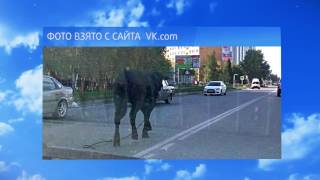 Нижневартовск атаковал бык! Есть пострадавшие