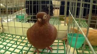 ВЫСТАВКА ГОЛУБЕЙ 2019 (часть 5) декоративные