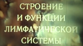 ЧЕЛОВЕК... Лимфатическая система.