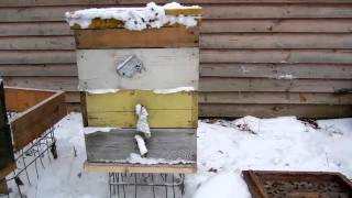 Зимовка пчел в улье без дна.