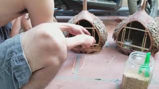 vài nét cơ bản về nuôi chim cu gáy bổi - mộc, facebook : Chim Cảnh Đất Việt - 0908070555