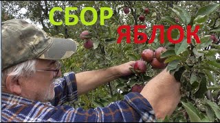 СОБРАЛИ ПОЗДНИЕ ЯБЛОКИ