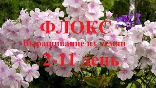 Флоксы.  Выращивание из семян.  2 - 11 день (№2).