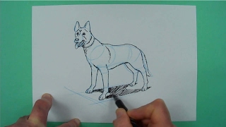 Wie zeichnet man einen Schäferhund? Zeichnen für Kinder