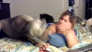 my three dogs evry morning