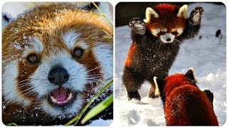 Красная Панда / Веселая Видео Подборка! Red Panda Funny /