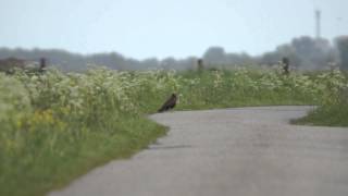 bruine kiekendief en hermelijn