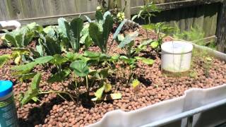 Starting Aquaponics, first update on my setup.